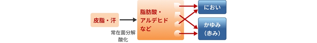 頭皮の基本【まとめ】